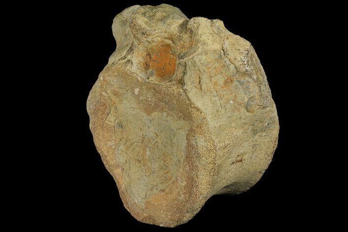 Sauropod Dinosaur (Cetiosaur) Vertebra - England #131939